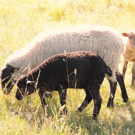 Reet Hausteile Sonnenkliff Und Kamp *
